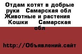 Отдам котят в добрые руки - Самарская обл. Животные и растения » Кошки   . Самарская обл.